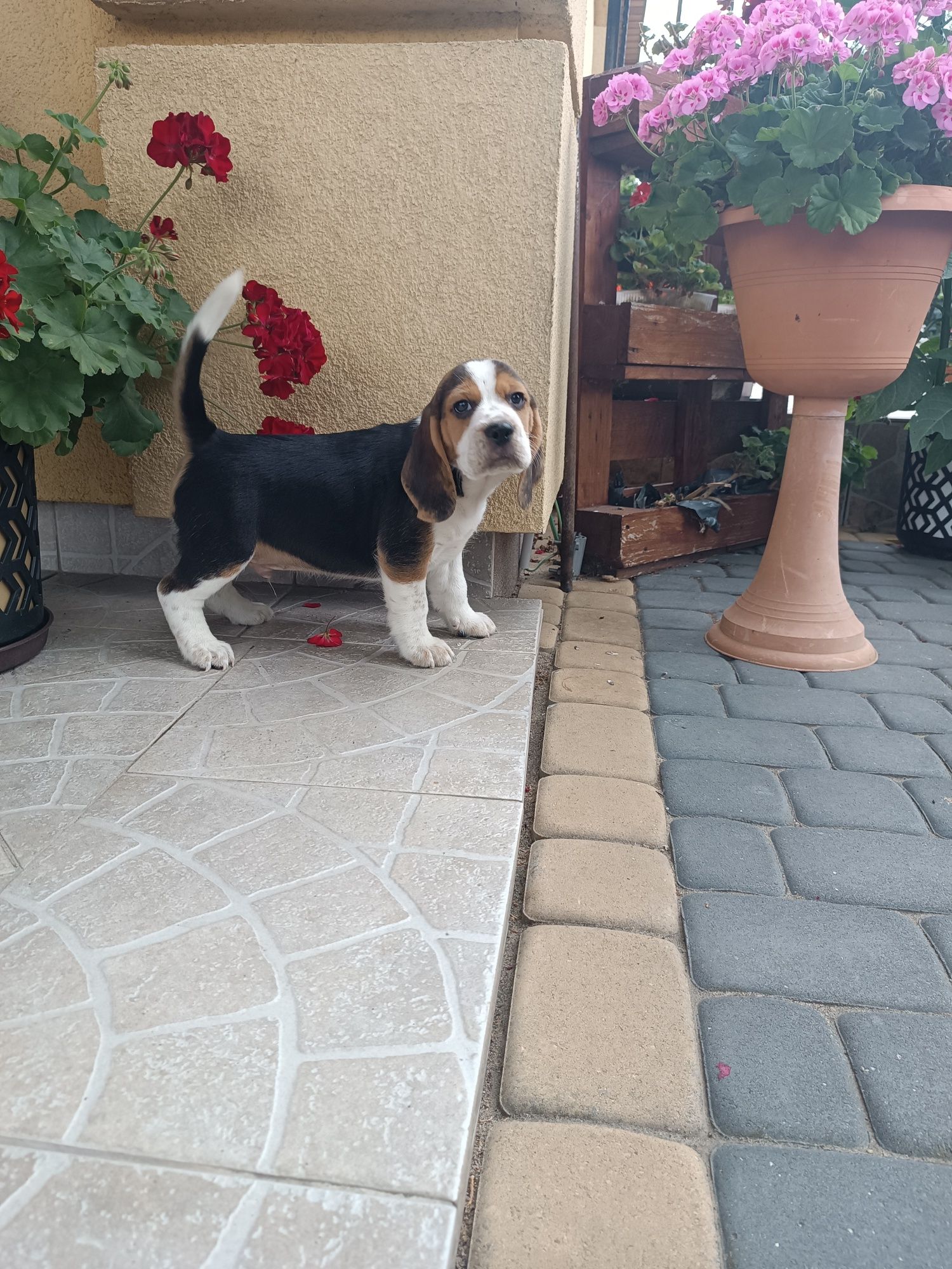 Szczeniak Beagl ( chłopca)