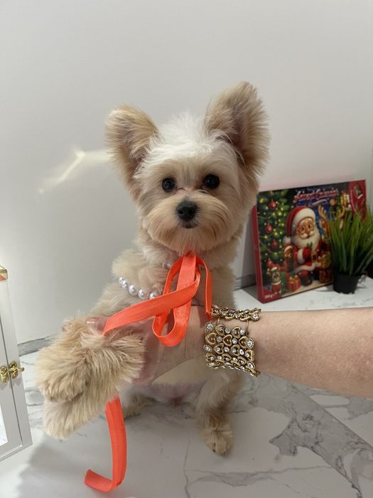 Помапу  краса з характером