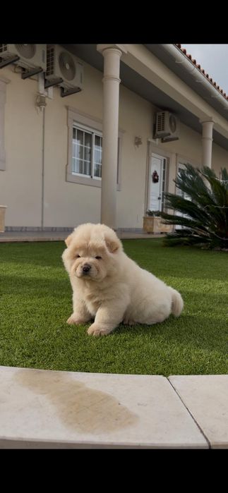 Magnífica chow chow fêmea