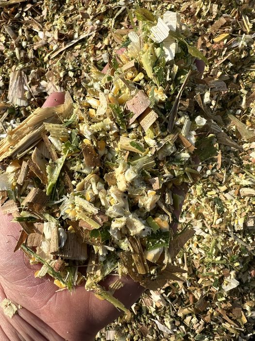 Kiszonka z kukurydzy