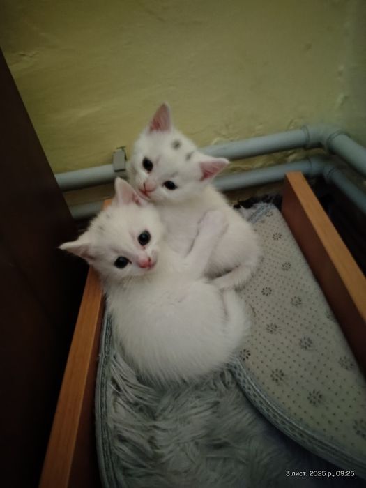 Кошенята від мами шотландки