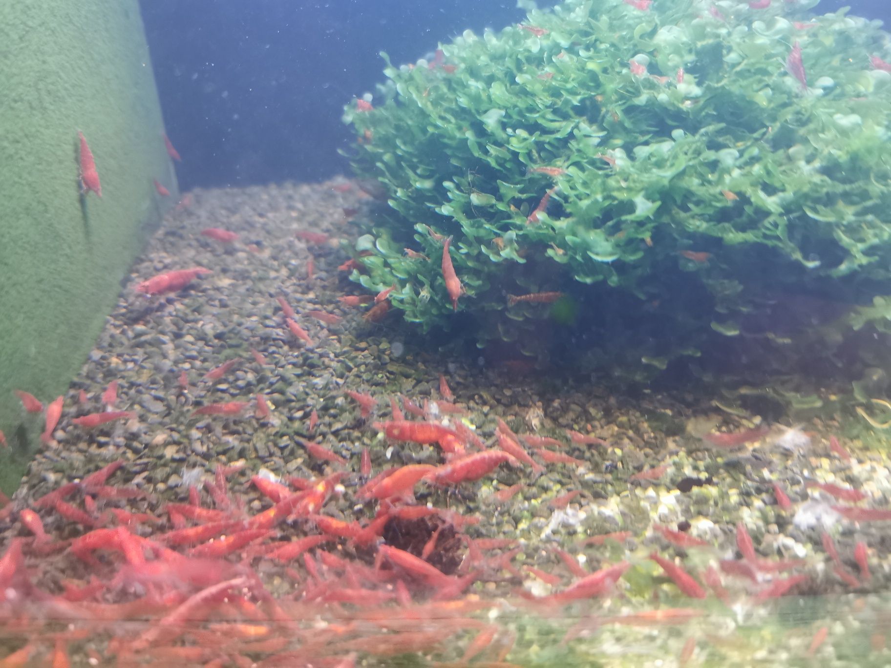 Krewetki akwariowe czerwone