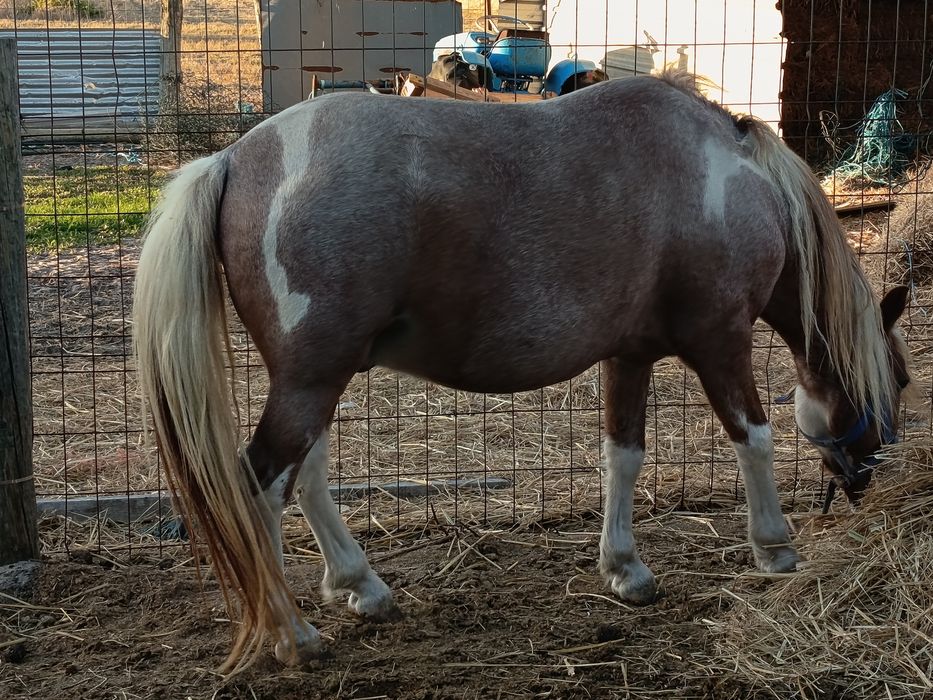Cavalo pequeno ..