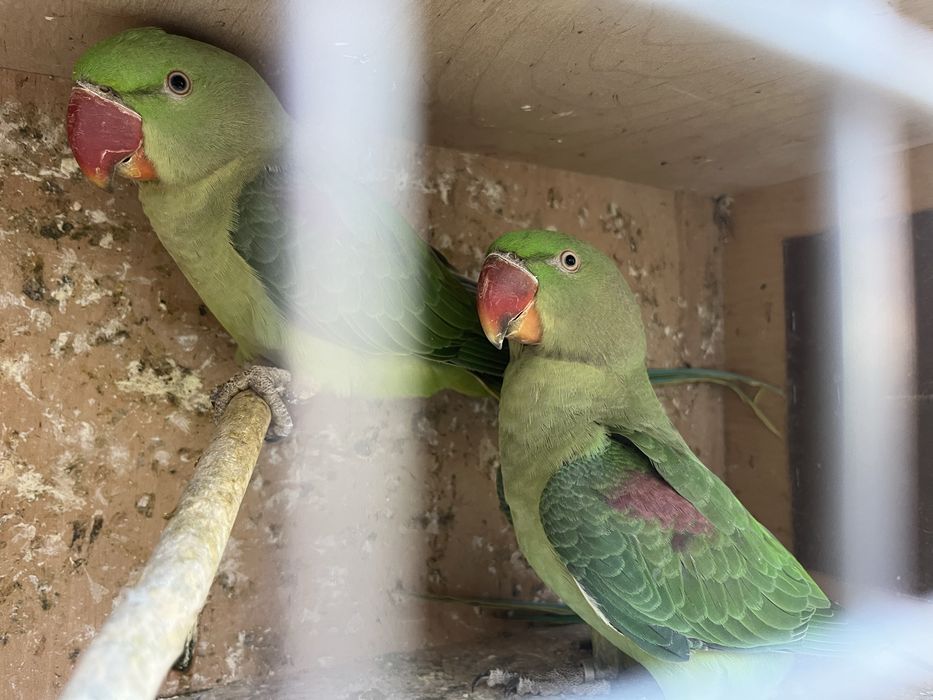 Aleksandretty z 2025 roku