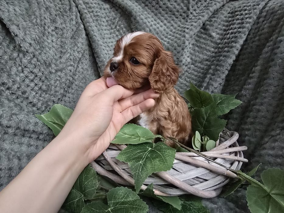 Cavalier King  Charles Spaniel piesek