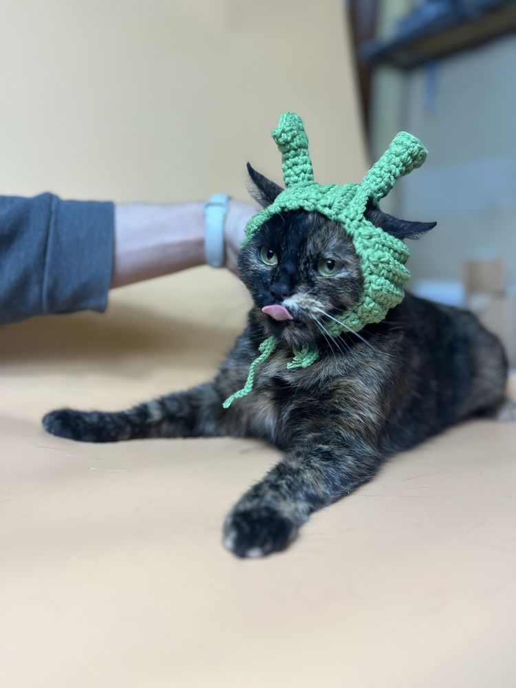 Киця, кошка, котики, кіт, кот, кішка, коти з притулку, київ/киев