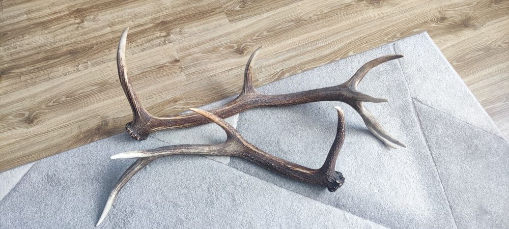 Poroże Jelenia 2 sztuki