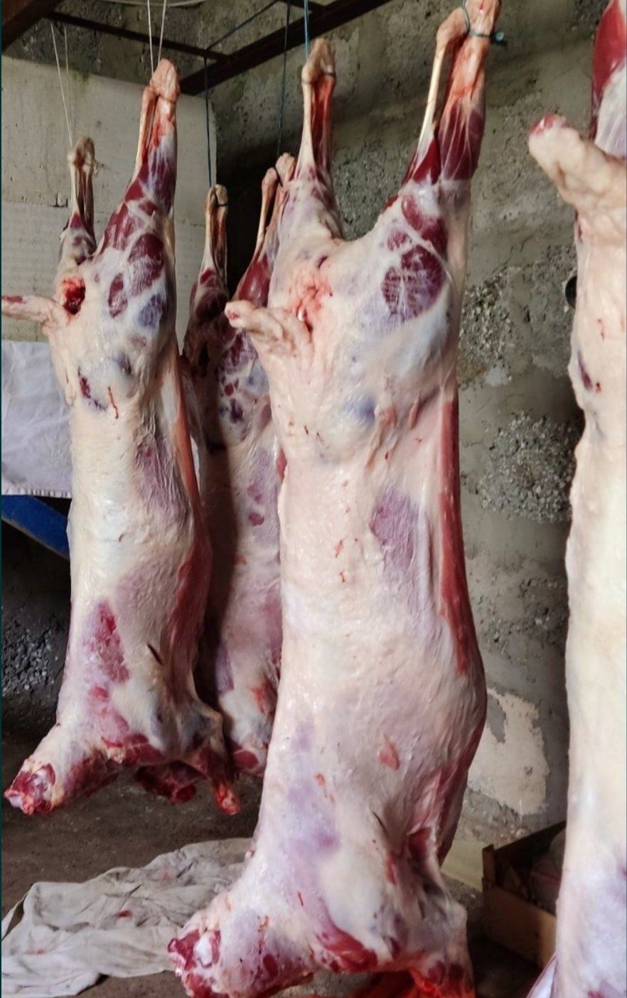 Баранина свіжа продам