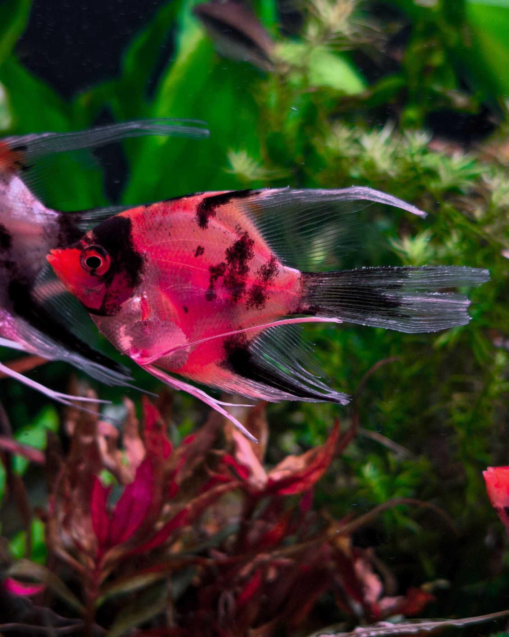 Skalary Red Devil - Rarytas - Masson