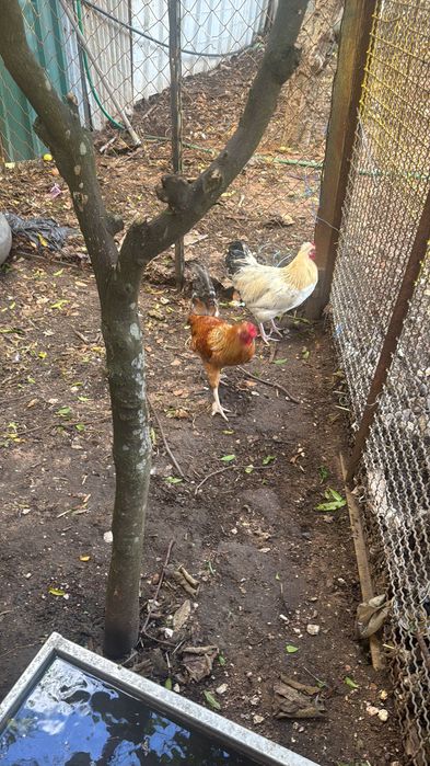 Galos de raça para venda e troca