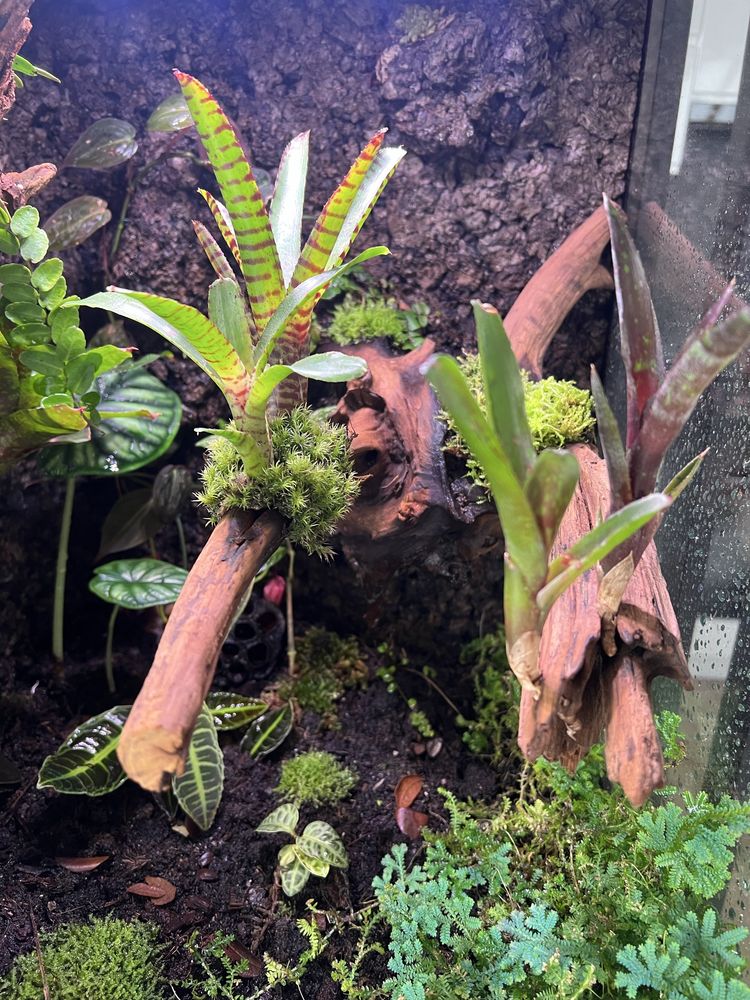 Terrarium tropikalne z wyposażeniem