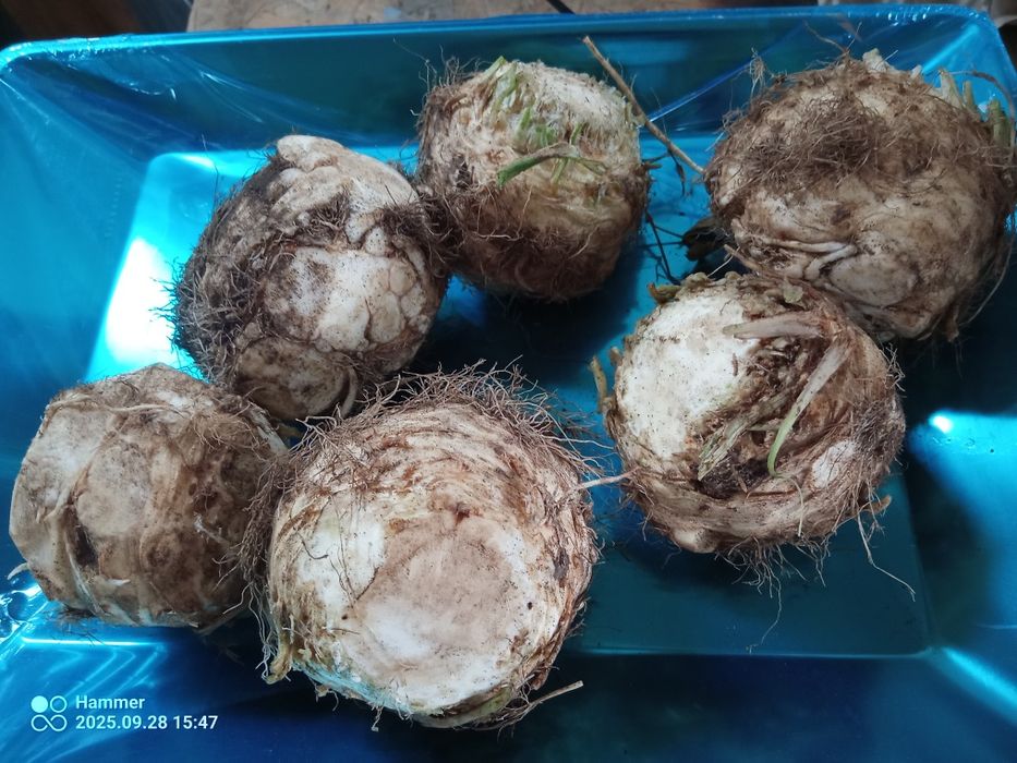 Por seler z własnego ogródka