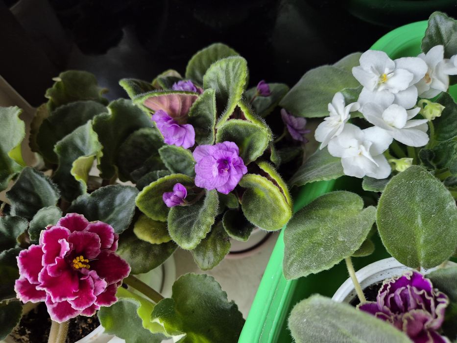 Фіалки махові та звичайні