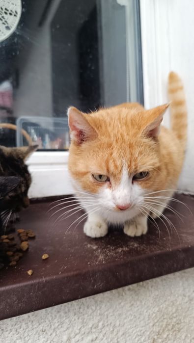 Oddam w dobre ręce koty