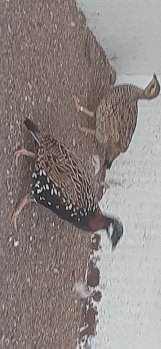 Francolin peito negro!