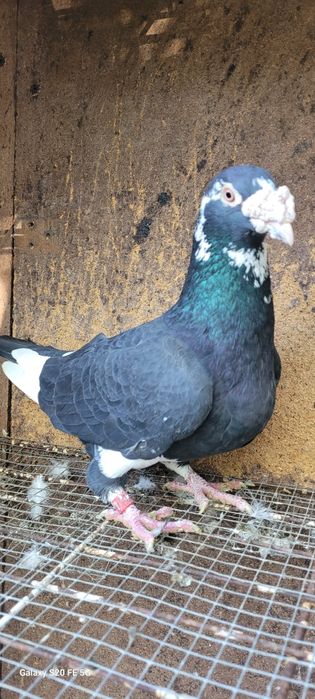 Gołębie staropolskie