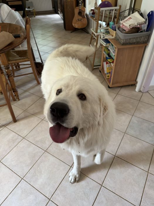 Opieka nad psem w domu – małe i średnie psy, cały tydzień, weekendy