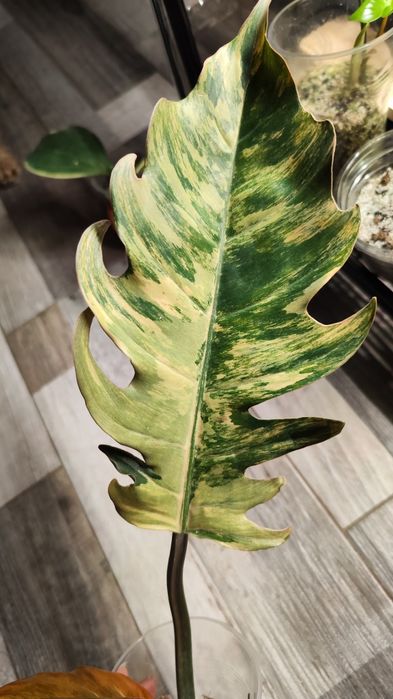 Філодендрони Карамель марбл пінк, Флоріда б'юті/меджік маск