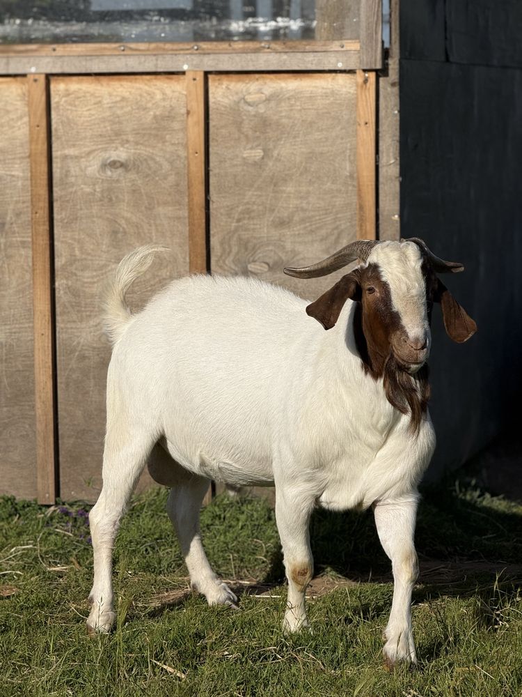Chibo boer macho