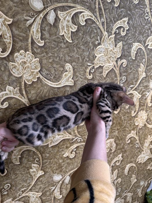 Бенгальські кошенята з документами