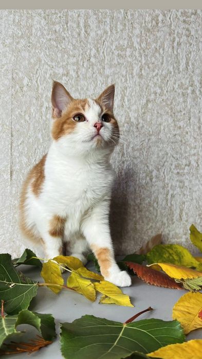 Отдам рыже-белого котенка, девочка, 3 месяца