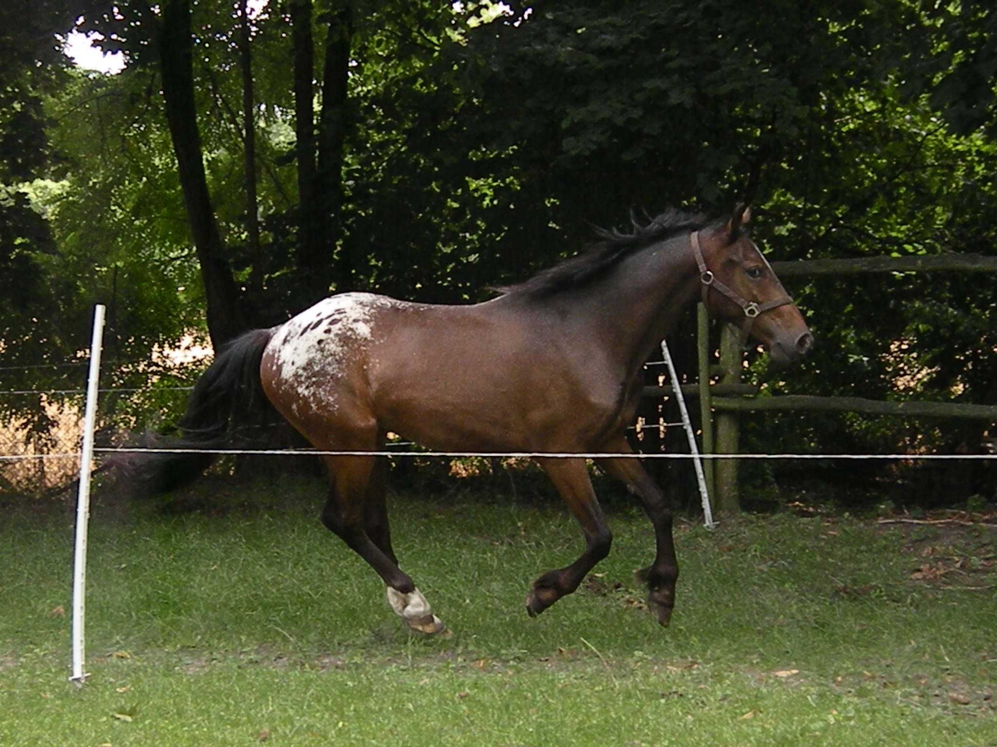 Tarantowaty wałach 1/2 appaloosa
