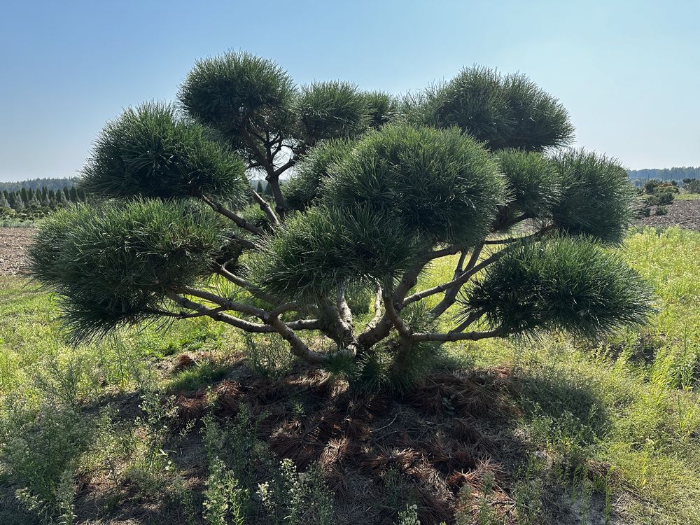 Sosna Bonsai-Niwaki XXL! Klon katalapa laurowiśnia szmaragd szmaragd !