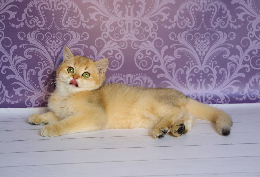 Плюшевий красунчику в золотистому забарвлені