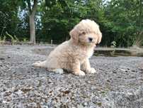 maltipoo szczeniak suczka