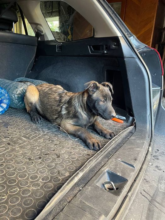 Цуценята бельгійської вівчарки,малінуа
