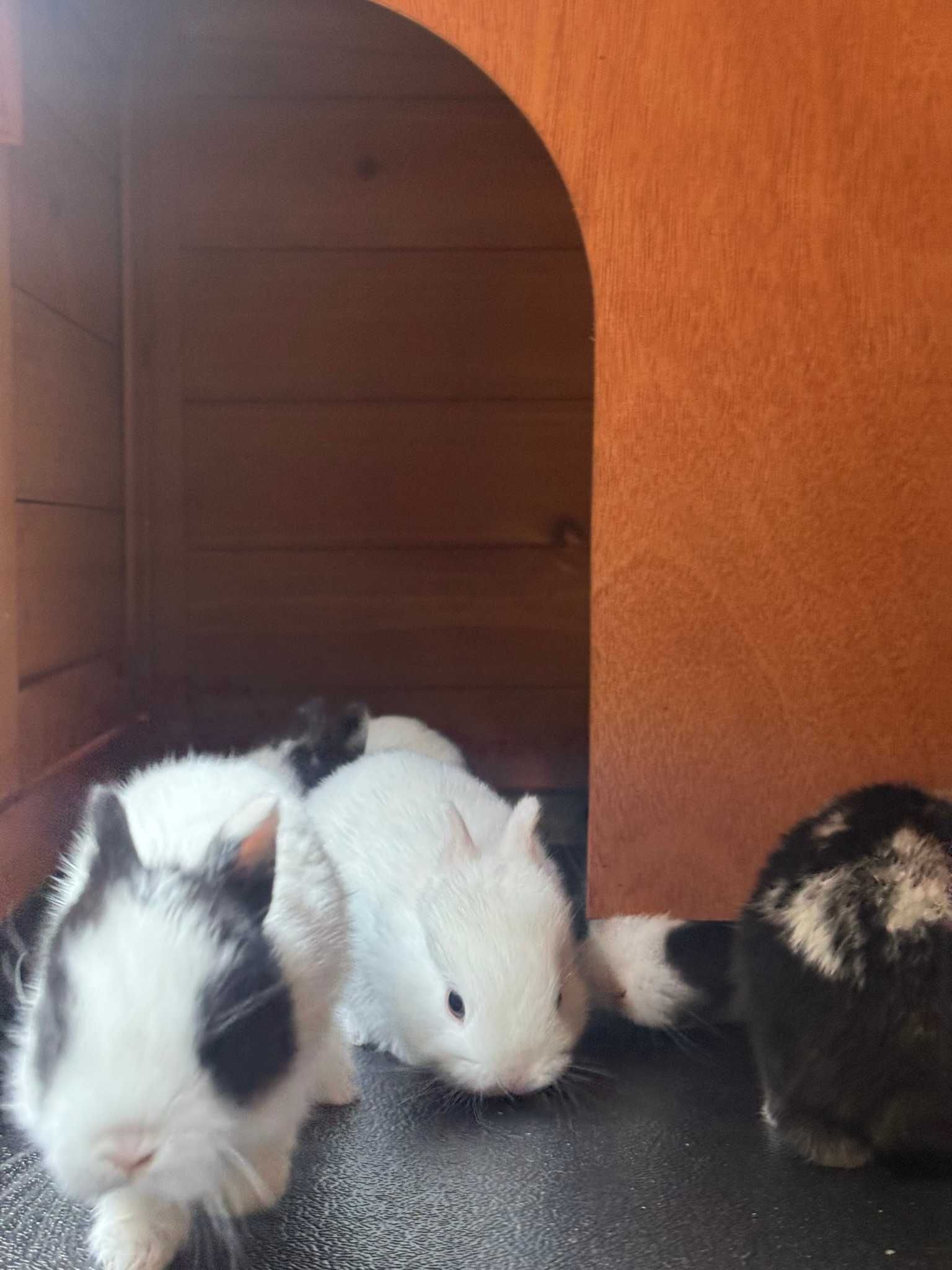 Coelhos bebe (ninhada Coelho Anão Holandes)
