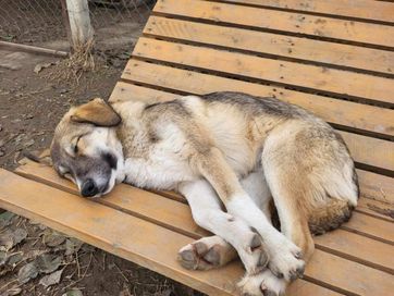 SIMBA - 9 mies. pies, przyjazny, radosny. Uratowany w Bułgarii