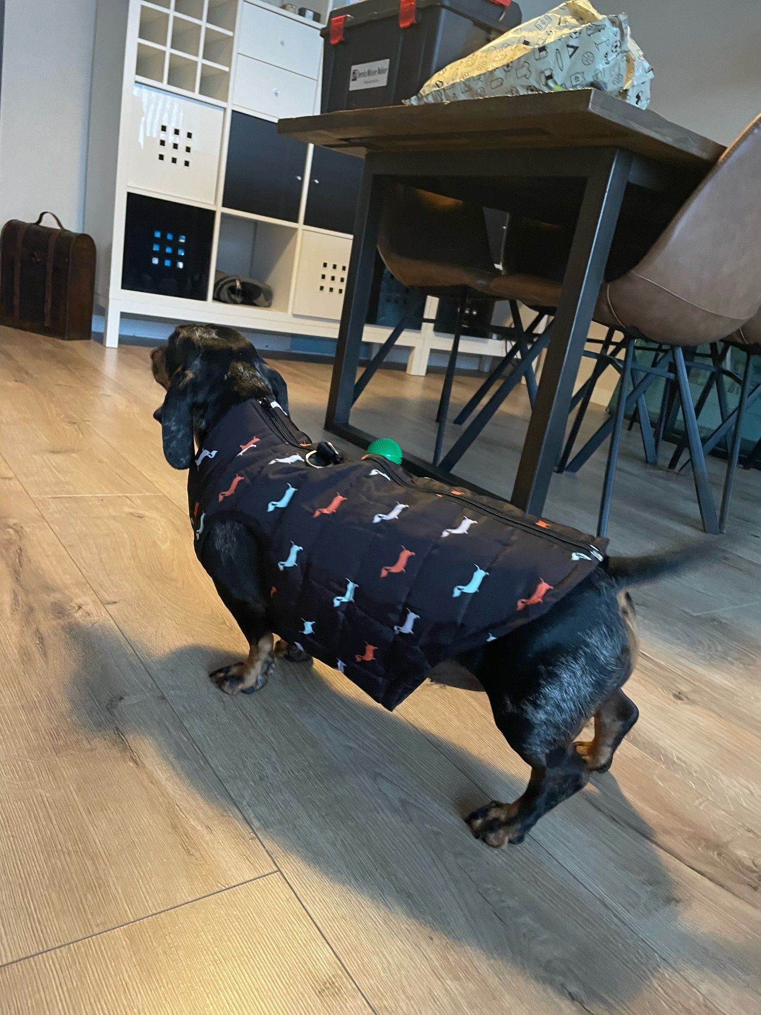 Roupa para animal muito pequeno