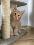 Maine Coon kocur