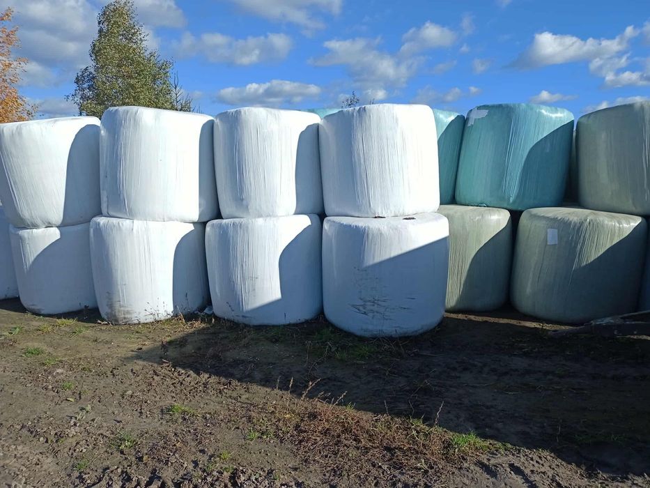 Kiszonka bele z owsu