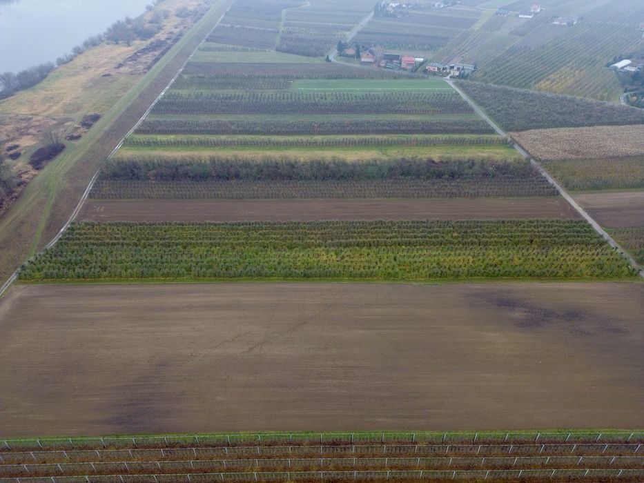 Sprzedam sad,  Ostrołęka