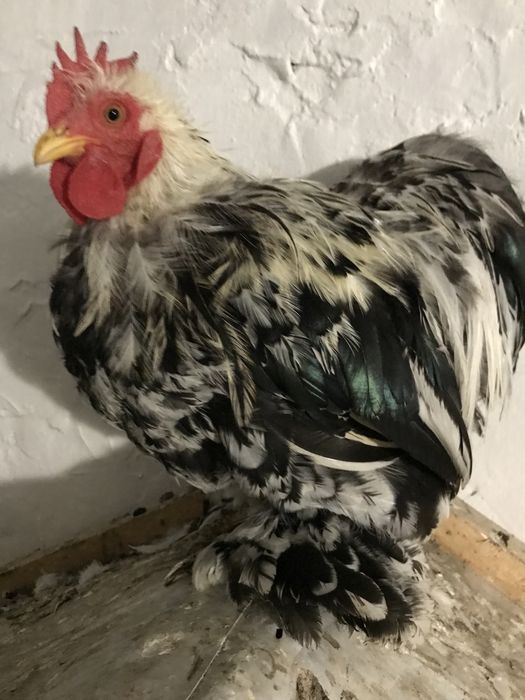 Продам півні мрамурні