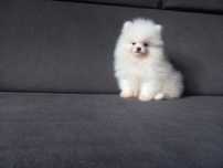 Szpic pomeranian chłopak