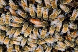Продам бджоли, бджолосім'ї, бджолопакети