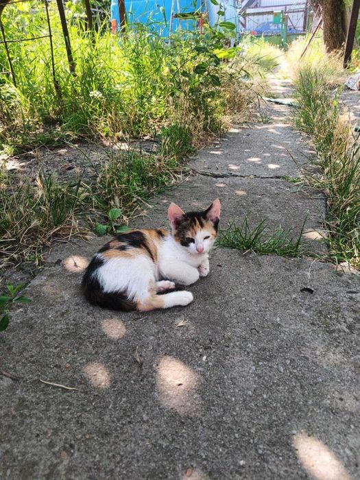 продам Котят не дорого