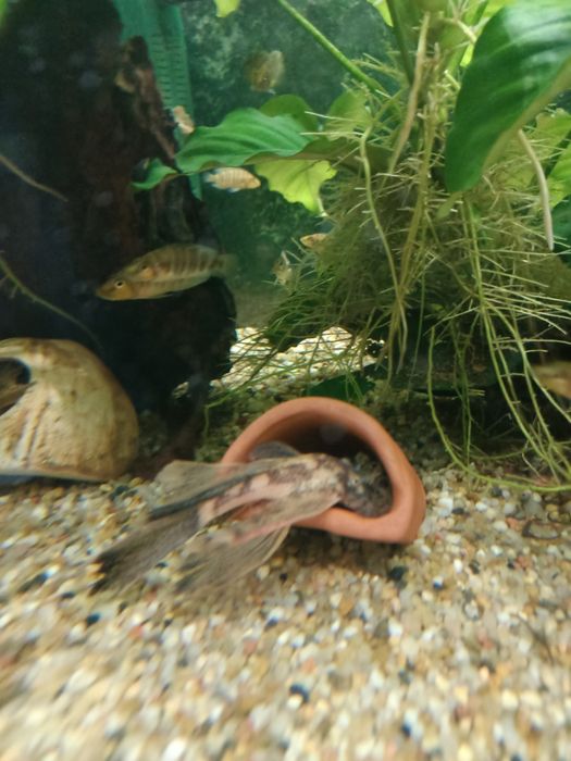 Zbrojnik lda 16 calico glonojad ancistrus.