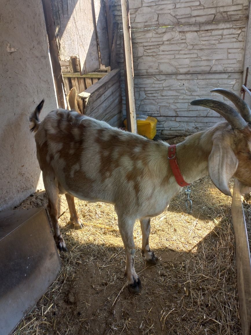 Продам нубийскую козу с козочкой