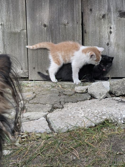 Oddam kotki w dobre ręce