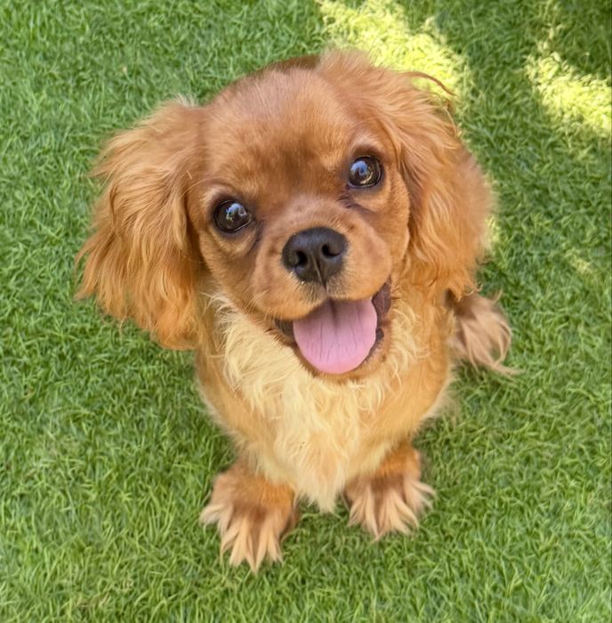 Cavalier King Charles Spaniel- Szczenię rodow.ZKwP(FCI)-do ODBIORU