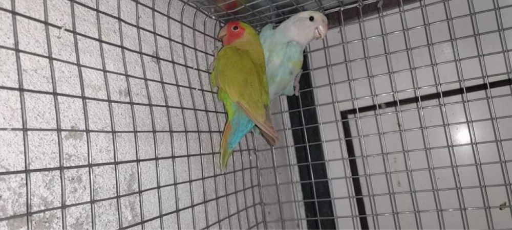 Casal de Roseicolis Longfeathers