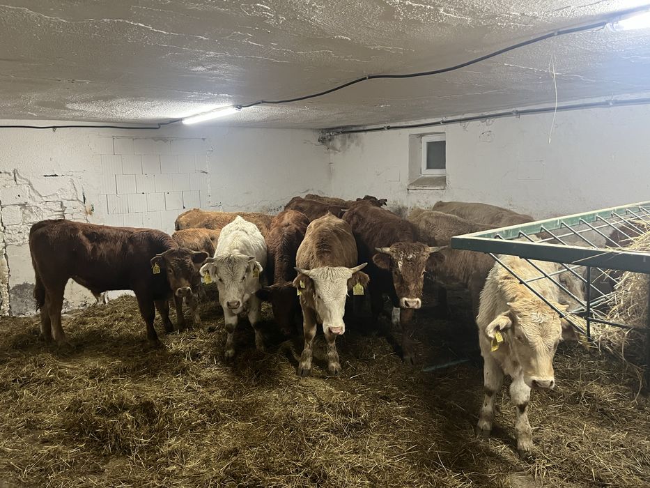 Byki i jalowki 160-200 kg