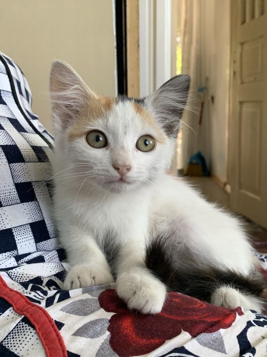 Милая, нежная, тактильная кошечка 1,5-2 месяца