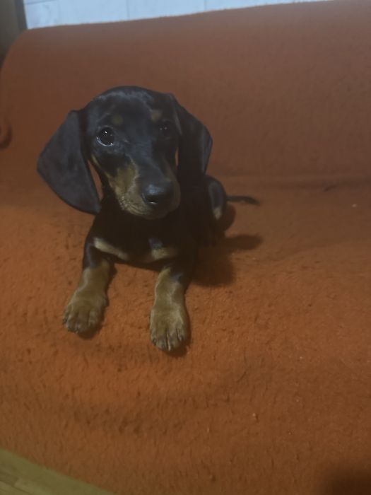 Продам щиня Такси