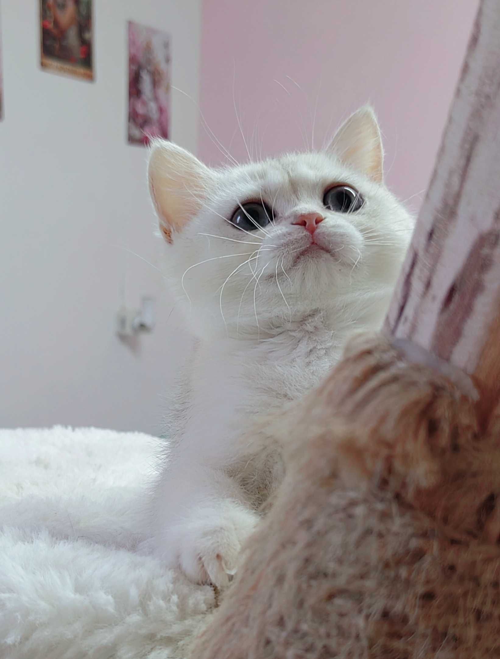 Menina British shorthair silver chinchila