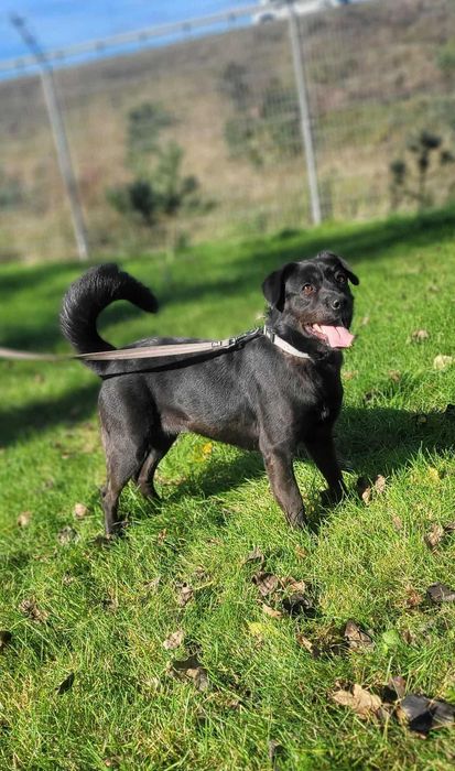 Cudowna Dora czeka na wspólną zabawę z nowym opiekunem